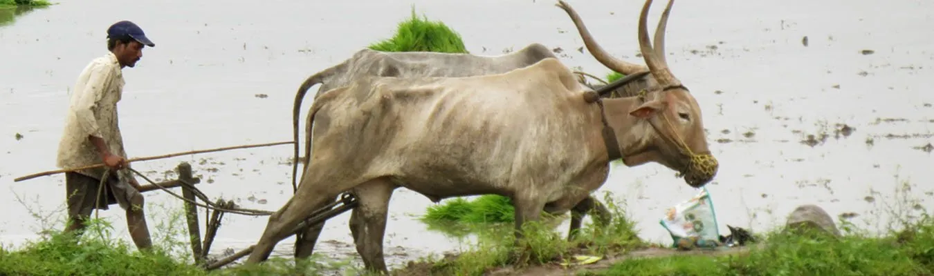 A farmer ploughing a flooded field with a pair of oxen